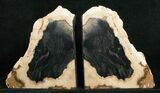 Small Sequoia Petrified Wood Bookends - Oregon #5046-1